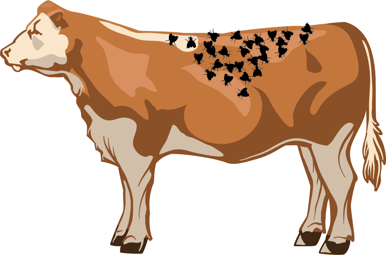 Illustration of an excellent number of flies on a cow